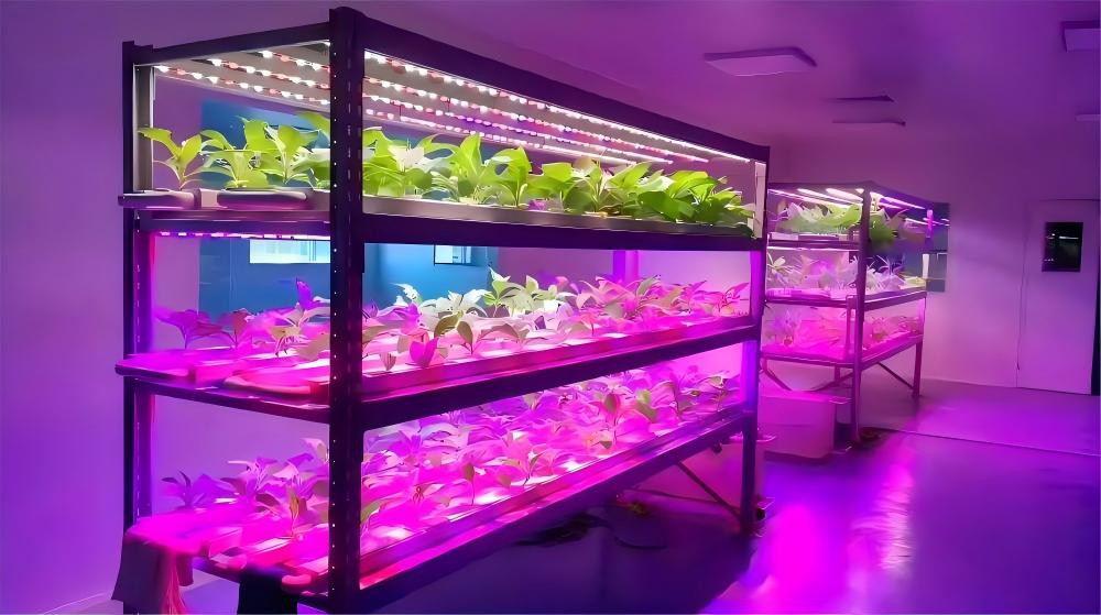 grow lights1 grow lights1