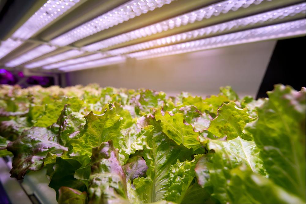 plant light.jpg plant light.jpg