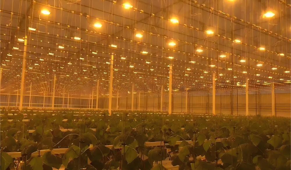 greenhouse lighting greenhouse lighting